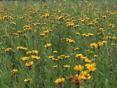 Pentanema salicinum
