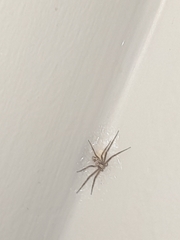 Philodromus