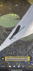 Calopteryx virgo