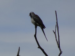 Oena capensis aliena