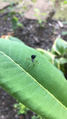 Acanthocephala terminalis