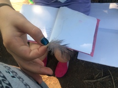 Antrostomus carolinensis