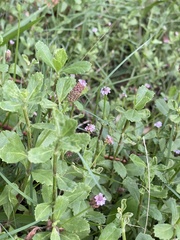 Phyla nodiflora