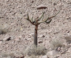 Browningia candelaris