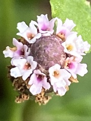 Phyla nodiflora