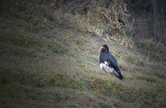 Daptrius megalopterus