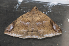 Bastilla circumsignata