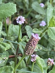Phyla nodiflora