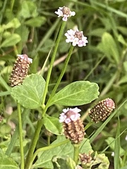 Phyla nodiflora