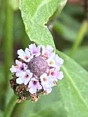 Phyla nodiflora