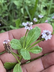 Phyla nodiflora