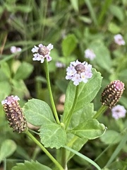 Phyla nodiflora