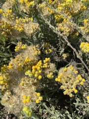 Helichrysum arenarium