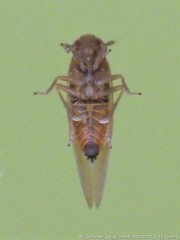 Pareuidella avicephaliforma