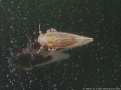 Pareuidella avicephaliforma