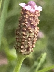 Phyla nodiflora