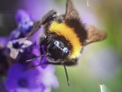 Bombus
