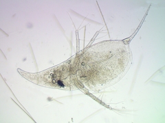 Daphnia cucullata