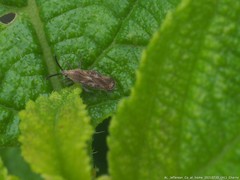 Teleonemia scrupulosa