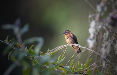 Aglaeactis cupripennis