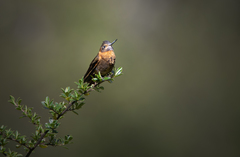 Aglaeactis cupripennis