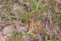 Asclepias longifolia