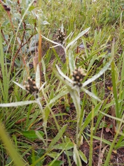 Omalotheca norvegica