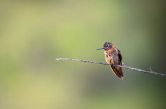 Aglaeactis cupripennis