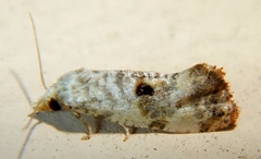 Cochylichroa arthuri