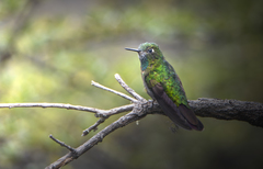 Metallura tyrianthina