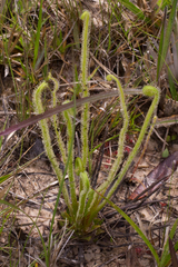 Drosera tracyi