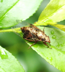 Mogannia nasalis