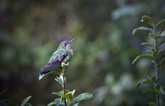 Metallura tyrianthina