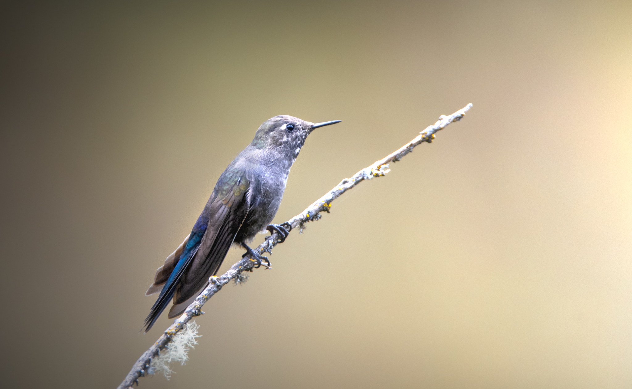 Blue-mantled Thornbill (Chalcostigma stanleyi), photo 10