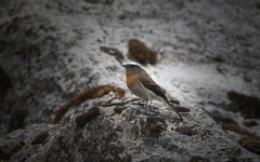 Ochthoeca rufipectoralis