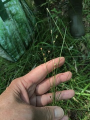 Juncus anthelatus
