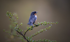 Diglossa brunneiventris