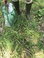 Juncus anthelatus