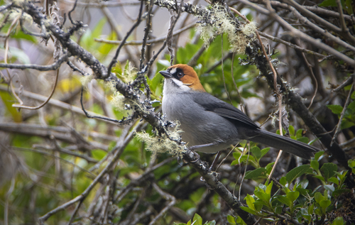 Apurimac Brushfinch (Atlapetes forbesi), photo 9