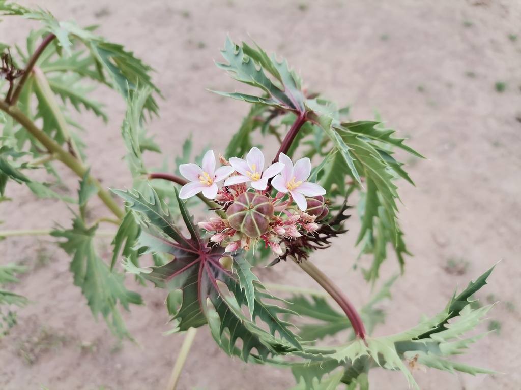 ragged nettlespurge