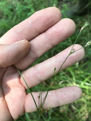 Juncus anthelatus