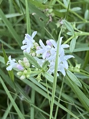Stenaria nigricans