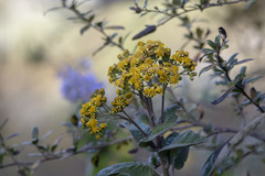 Dendrophorbium