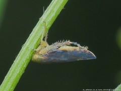 Acinopterus acuminatus