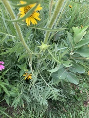 Silphium laciniatum