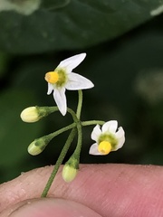 Solanum nigrum