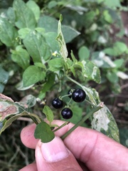 Solanum nigrum
