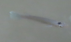 Oxyzygonectes dovii