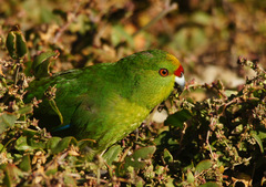 Cyanoramphus forbesi