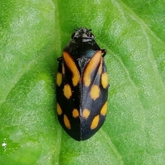 Isozulia